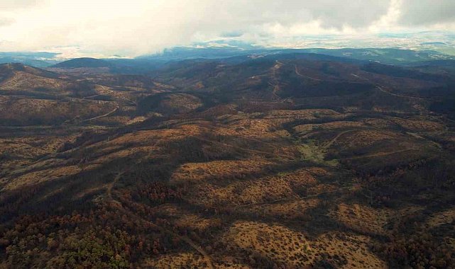 953 hektar kül oldu, Bursa'yı yeniden yeşertecek 300 bin fidan için ilk adım atıldı