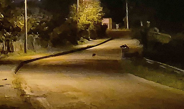 Aç kalan çakal yavruları Bartın şehir merkezinde görüntülendi