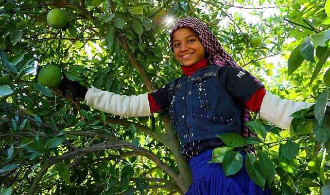 Adana'da portakal hasadı başladı, 360 bin ton rekolte bekleniyor