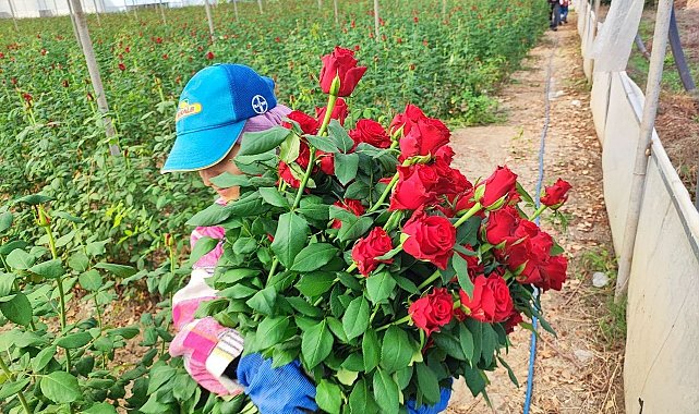 Adana'da seralarda gül hasadı başladı