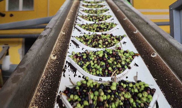 Adana'da zeytinin yağ yolculuğu başladı