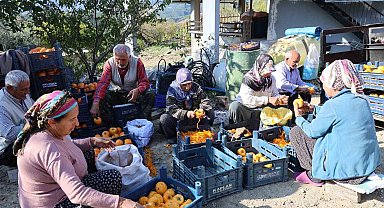 Adana'nın hurmalı köyü, açık fabrikaya dönüştü