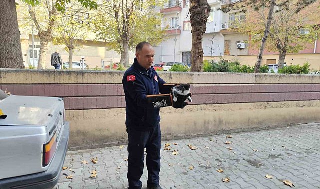 Ağaçta mahsur kalan kedi itfaiyeyi seferber etti