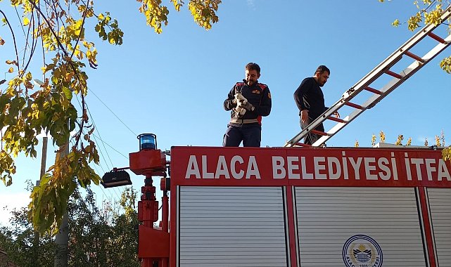 Ağaçta mahsur kalan yavru kedi itfaiye ekiplerince kurtarıldı