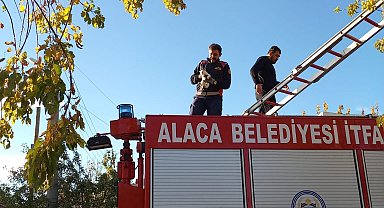 Ağaçta mahsur kalan yavru kedi itfaiye ekiplerince kurtarıldı
