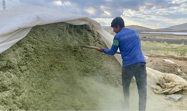 Ağrı'da besiciler kış hazırlıklarına başladı