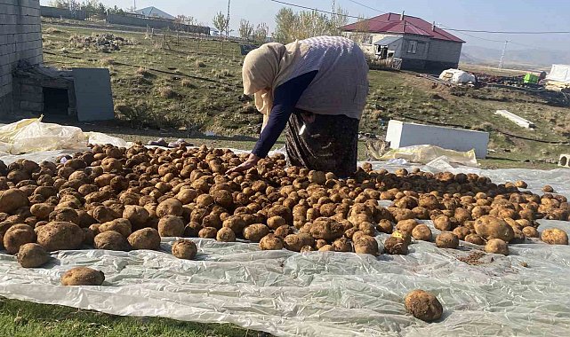 Ağrı'da kışlık patatesler geleneksel yöntemle toprağa gömülerek korunuyor