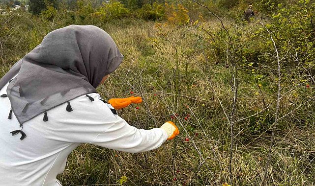 Alaplı'da kuşburnu hasadı başladı