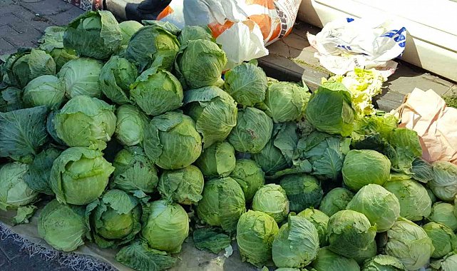 Alucra'da lahana hırsızlığı alarmı