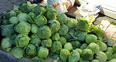 Alucra'da lahana hırsızlığı alarmı