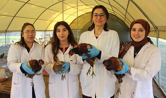 Amasya'da üniversiteliler sülün yetiştiriyor