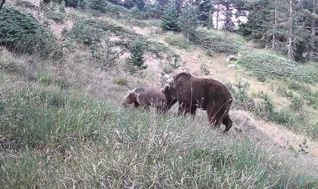 Anne ayı ve yavruları kamerada