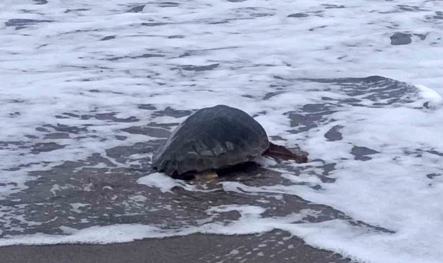 Antalya'da yaralı bulunan Caretta caretta tedavisinin ardından yeniden özgürlüğe kavuştu