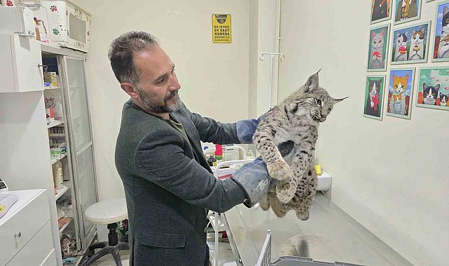 Aracın çarptığı vaşak tedaviye alındı