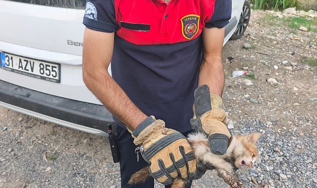 Arsuz'da aracın kaputuna giren kediyi itfaiye kurtardı