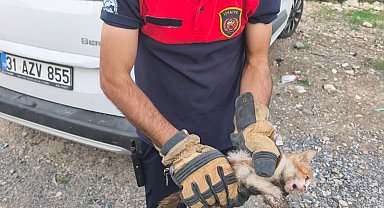 Arsuz'da aracın kaputuna giren kediyi itfaiye kurtardı