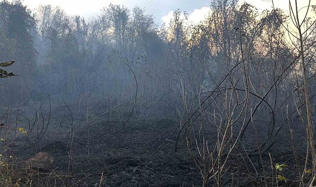 Artvin Hopa'da ziraat alanında çıkan yangın ormana sıçradı