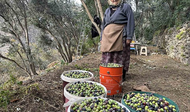 Artvin'de Butko Zeytininin hasadı devam ediyor