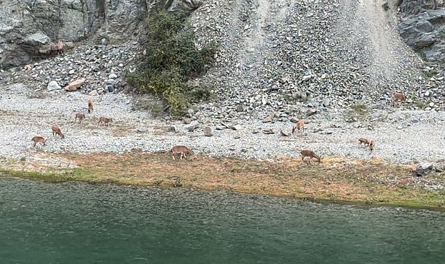 Artvin'de dağ keçileri sürüsü ilk kez bu kadar kalabalık görüntülendi