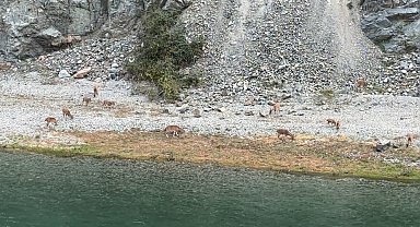 Artvin'de dağ keçileri sürüsü ilk kez bu kadar kalabalık görüntülendi
