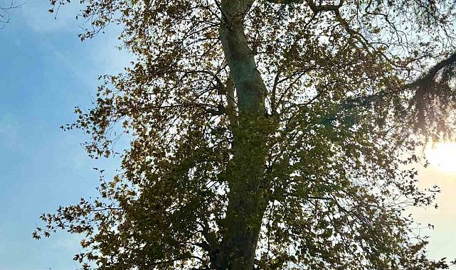 Asırlık çınar ağacının koruma altına alınması bekleniyor