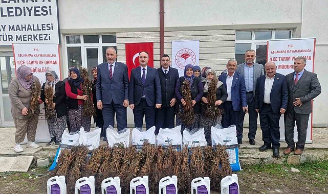 Aslanapa'da 13 kadın çiftçiye yüzde 75 hibeli 7 bin adet ahududu fidanı dağıtıldı