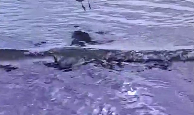 Ayağına dolanan sahte oltayla yaralanan martı tedavisinin ardından doğal ortamında