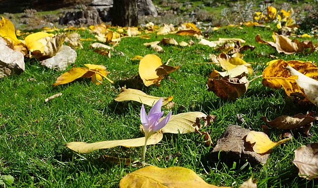 Aydın dağları sonbahara kucak açtı