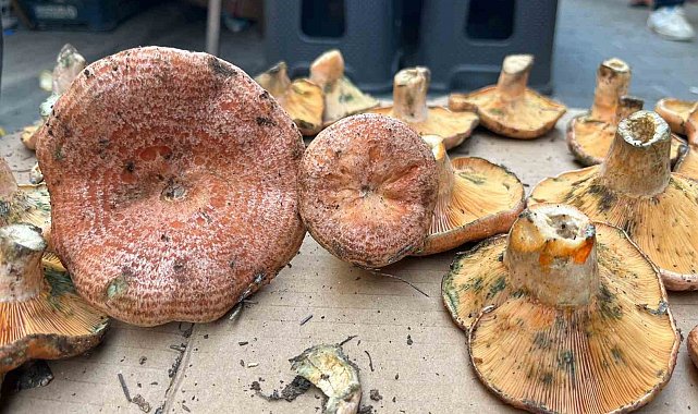 Aydın'da çıntar çıktı, kilosu 500 TL