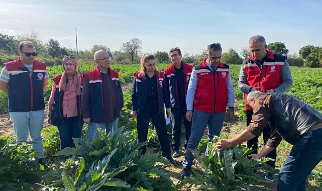 Aydın'da enginar üretimi yükselişte
