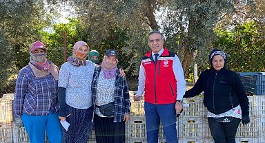 Aydın'da mandalina hasadı başladı