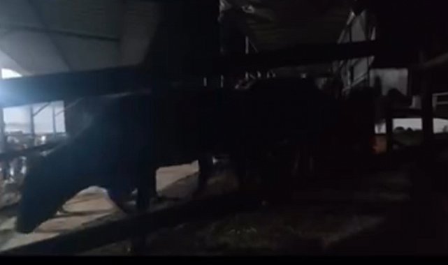 Aydın'da pasaportsuz hayvan sevkiyatına 1,2 milyon TL ceza