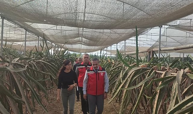 Aydın'da pitaya üretimi genişliyor