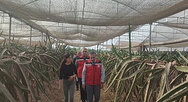 Aydın'da pitaya üretimi genişliyor