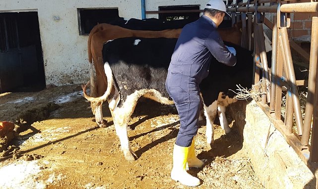 Aydın'da şap hastalığına karşı aşılama çalışmaları sürüyor