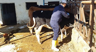 Aydın'da şap hastalığına karşı aşılama çalışmaları sürüyor