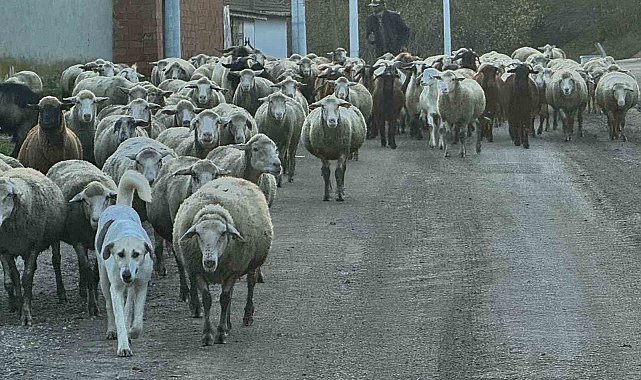 Aylık 50 bin liraya çoban bulamıyorlar