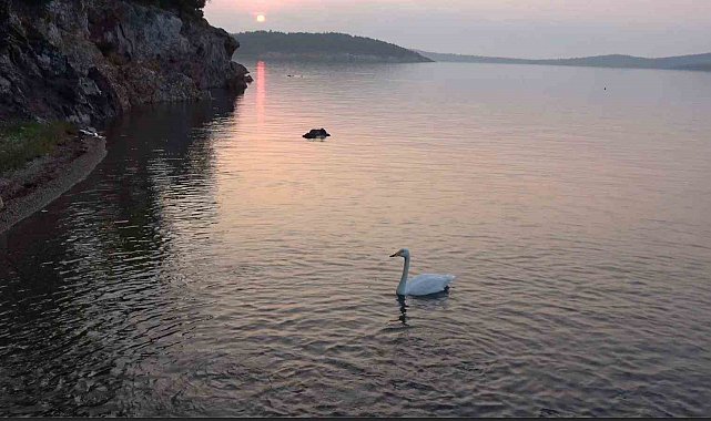 Ayvalık'ta sevimli kuğu Paşa Limanı'nın simgesi oldu