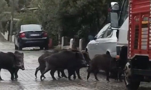 Ayvalık'ta yağmurlu havada aç kalan domuzlar şehir merkezine indi
