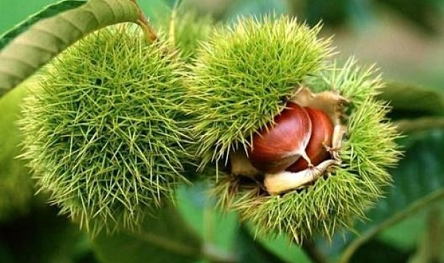 Bakanlık yüzde 75 destek veriyor