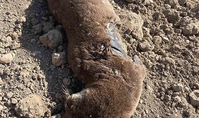 Batman'da koruma altındaki su samuru telef olmuş halde bulundu