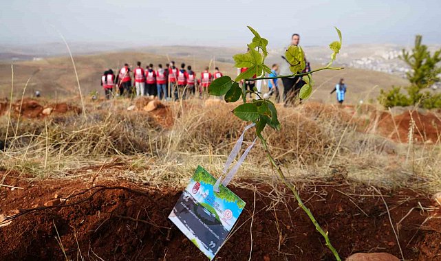 Bayburt'ta 97 bin 620 fidan toprakla buluşturuldu