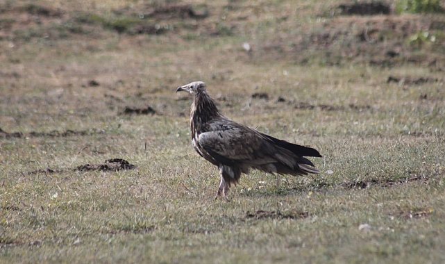 Bayburt'ta nesli tehlike altında olan Mısır Akbabası görüldü