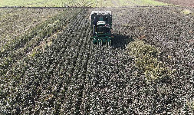 Beyaz altın pamukta kuraklık rekolteyi etkiledi