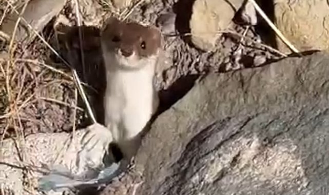 Beyaz gelincik şehir merkezinde görüntülendi