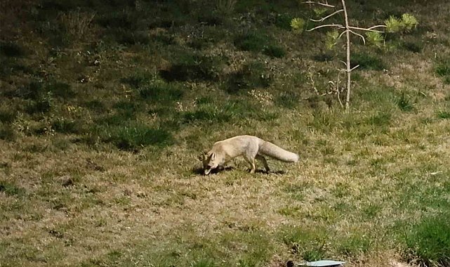 Bitlis sokaklarında tilkiler görüntülendi
