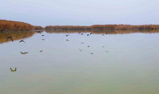Bitlis'ten göç etmeyen kuşlar sıcak sulara sığındı