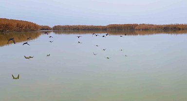Bitlis'ten göç etmeyen kuşlar sıcak sulara sığındı