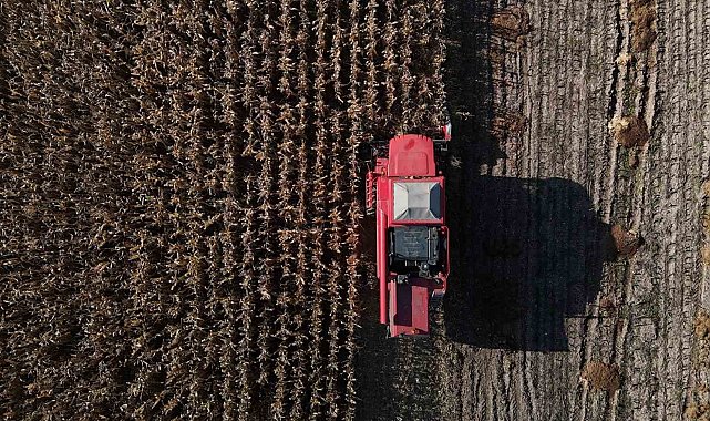 Bolu'da dane mısır hasadı başladı