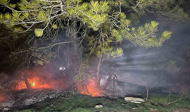 Bolu'da ormanlık alanda yangın